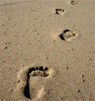 footprint image